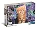 Produktbild Clementoni Puzzle Collection - Ginger Cat 500 Stücke, Compact Box - Puzzle für Erwachsene 14-99 Jahre, Geschenk für Mann und Frau, Made in Italy, 35585