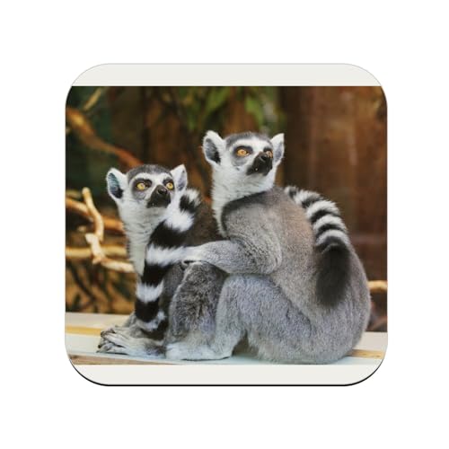 sous Verre en Bois - Couple de Lemuriens Madagascar Primate Rare Animaux Sauvages - 1 unité (95 x 95 mm)