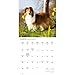 Carousel Calendars, Shetland Sheepdogs 2026 Wall Calendar, 12'' X 12'', 16-Month Calendar with Stapled Binding