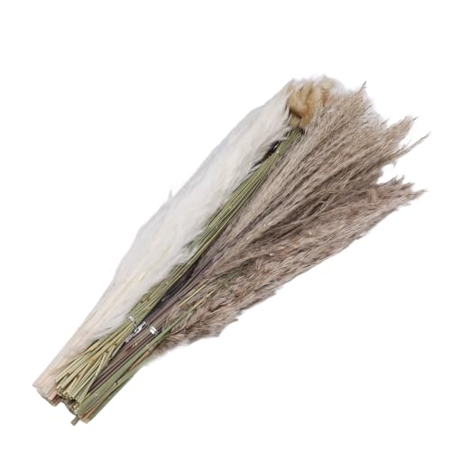 Buquê de Grama de Pampas Com Cauda de Coelho, 110 Peças, Cana Branca e Grama de Pampas Marrom, Decor