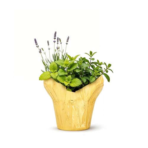 Live Aromatic and Healthy Herb Combo in Deco Cover -