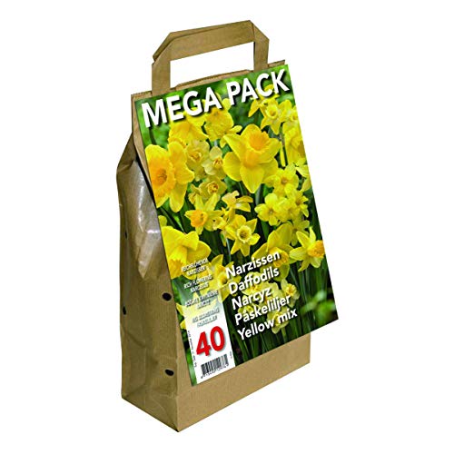 Preisvergleich Produktbild Tulpen Big Buy Vorteilspack