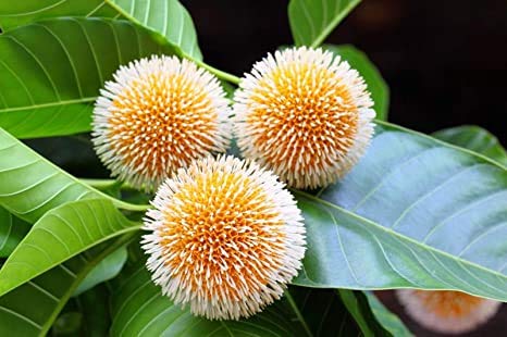 Subhadra Nursery Kadam/Kadamba Medicinal Plant (1 Live Healthy Plant) With Pot (B08JK678LM) Amazon Price History, Amazon Price Tracker