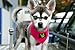 EcoBark Dog Harness - Eco-Friendly Max Comfort Harnesses - Luxurious Soft Mesh Halter - Over The Head Harness Vest- No Pull and No Choke for Small, Toy Breed, and Teacup Dogs (XS, Fuchsia Pink)