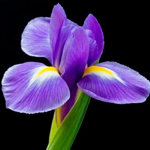 yodeyma parfums CELEBRITY WOMAN Perfume (WOMEN) Eau de Parfum 50 ml - Image 5