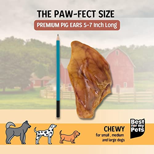 Pig Ears for Dogs whole 30 Pack Healthy Highly Digestible All Natural Pigs Ears Longlasting Dog Chews Pork Dog Chew Treat Cucciolini Doodles Pig ears for dogs whole 30 pack healthy highly digestible all natural pigs ears long lasting dog chews pork dog chew treat cucciolini doodles