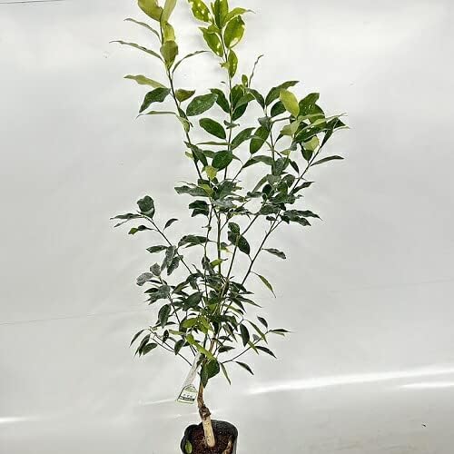 黒文字（クロモジ） – 近江綴園 小さな季節のお買い物 クロモジ 黒文字