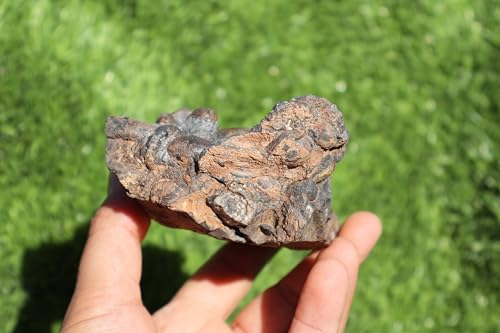 Image of Ammonite Natural Platyclymenia & Goniatites Plate Fossil from Morocco Rare Fossil A48