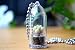 Baby Donkey Tail Live Succulent Plant Necklace. Succulent Terrarium Gift.