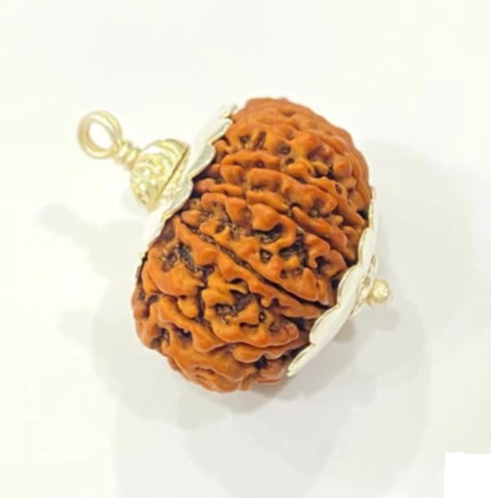 13 Mukhi Rudraksha Original Certified Bead Necklace