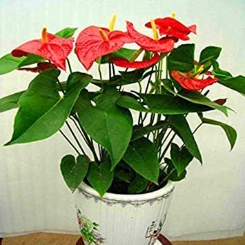 Vistaric Semillas de anthurium calientes, semillas de anthurium baratas del envío libre, flor del balcón de los bonsais, semillas de flor en macetas del anthurium - 200pcs