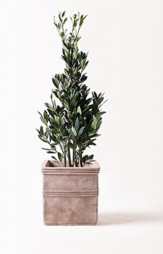 ビートたけし 水島新司 うちわ 団扇 月刊ORE創刊記念 少年マガジン1500号 ビートたけし 水島新司 うちわ 団扇 月刊ORE創刊記念 少年マガジン1500