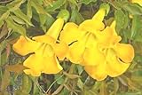 Cat's Claw Creeper Seeds - Dolichandra Unguis-Cati - 20 Seeds for Vibrant Climbing Vines
