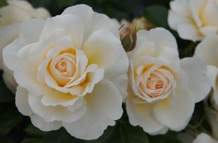 Apuldram Roses"Champagne Moment" - Floribunda Bush Rose (Potted)