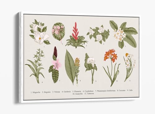 Illustration botanique sur toile haut de gamme et cadre flottant blanc 76x50cm