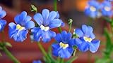 Grow Your Secret Garden