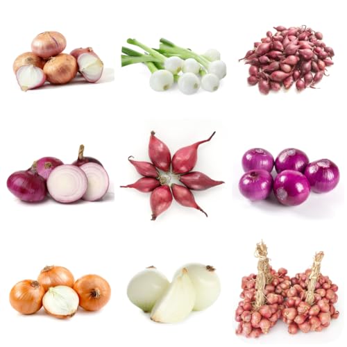 Semillas de cebolla para para camas elevadas, jardín de balcón bulbos cebolla invierno especias perennes jardín, hidropónicas exóticas 200pcs
