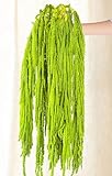 5Pcs Dried Amaranthus Hanging Flowers - 100% Natural 23“ Neon Green Preserved Amaranthus Flowers for Wedding Arch, Floral Arrangment, Wall Hanging