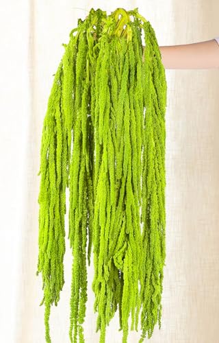 5Pcs Dried Amaranthus Hanging Flowers 23 100% Natural Hanging Flowers