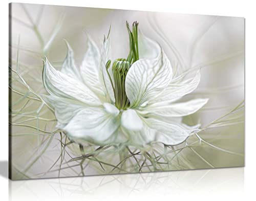 Panther Print Fine Art Prints Nigella White Petals Flower Floral Garden Artistic Framed Canvas Print, Pictures for Home Walls, Bedroom, Living Room & Bathroom Decor 31x20cm (12x8in)
