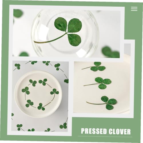 24pcs Plantas secas de trébol prensado para manualidades miniatura 3