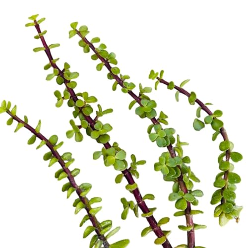 (SIX) 6 Cuttings Portulacaria Afra Jade Tree Bonsai Elephant Bush Succulent Plant CUTS