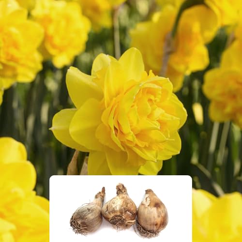 3 x Narcissus Double Yellow Spring Flowering Bulbs â€“ 