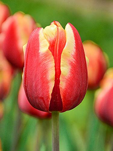 LIVE GREEN Tulip Jan Seignette Double Early Imported Flower Bulbs (Pack of 2)
