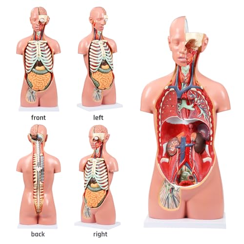 Image of JNMFTD Human Torso Anatomy Model, 33.4 inch 17 Part Removable Life-Size Model with Heart Brain Visceral Organ Muscular Layers Bone Vessels Nerves Includes Product Manual for Medical Scientific Education