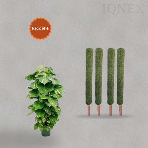 Image of IQNEX Plant Support Moss Stick- Green Grass Pole for Plants Support, Support Stick for Money Plant, Climbing Indoor Plants (Pack of 4, 1ft)