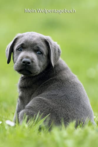 Mein Welpentagebuch: die ersten Monate mit meinem Charcoal Labrador