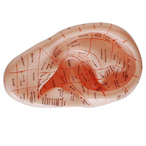 Amazon | LAMELLIS 英語版 耳鍼 イヤーピン モデルモデル 耳介