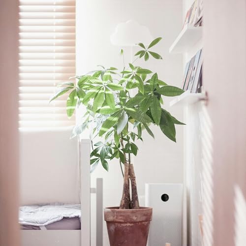 Page de couverture de T5x24:BAOGAO, Modo Concentraci&oacute;n: Especial "Qing Feng 2025"