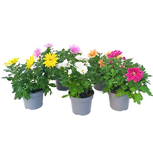 Chrysanthemum - Plantas Vivas - Pack 5 Unidades - Flores de Colores - Margaritas Naturales