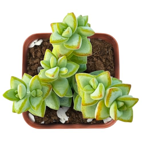 Live Succulent Bead Vine, Easy Care, 2 Inch Fully Rooted Potted Indoor Plant for Home Decor
