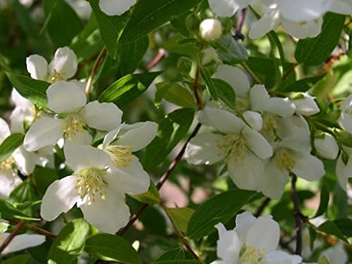 20 Sweet Mock Orange Seeds | Philadelphus Coronarius Shrub Flower Seeds