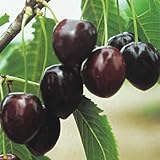 Il Ciliegio Kordia è una varietà tardiva, molto apprezzata per i suoi frutti grandi, croccanti e succosi, dal colore rosso intenso. Ideale sia per il consumo fresco che per dolci e conserve, è perfetta per chi desidera ciliegie di qualità superiore a fine stagione. 🍒 Caratteristiche della varietà: * Frutti di grande pezzatura, polpa soda e dolce * Buccia rosso scuro, lucida e uniforme * Raccolta generalmente tra fine giugno e metà luglio * Pianta vigorosa e produttiva * Fioritura abbondante e molto ornamentale 🌱 Coltivazione: