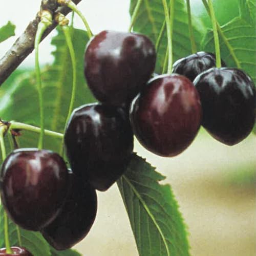PIANTA DA FRUTTO CILIEGIA KORDIA in vaso 20 età 2/3 anni (foto reali)