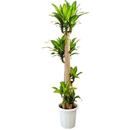 Amazon ドラセナ マッサンゲアナ10号サイズ 観葉植物 オンライン通販 Amazon ドラセナ マッサンゲアナ10号サイズ 観葉植物 オンライン通販