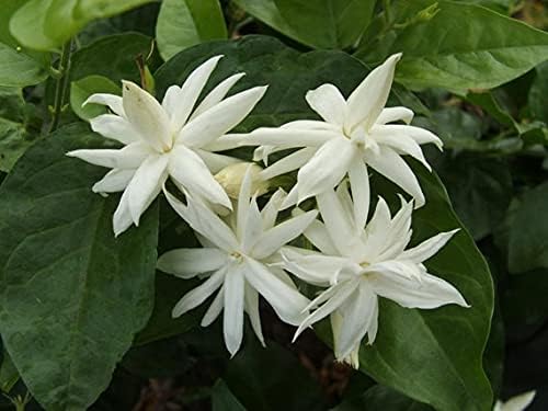 Rare Jasminum Sambac Jasmine 'Belle of India' Fragrant Flower 1 Healthy Live Plant