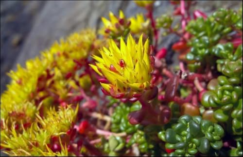 Sedum Oregon, Fetthenne, Mauerpfeffer - winterhart