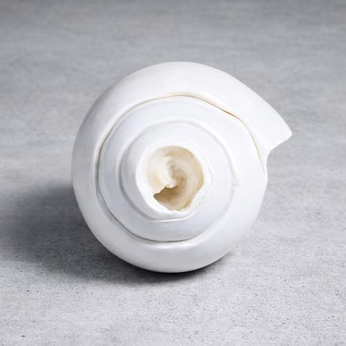 Image of Original Vishnu Shankh | Natural White Shankh /Sankha /Shankhu /Panchajanya Conch Shell for Pooja | Right-Handed Blowing Conch | Spiritual Decor | Vastu | Lakshmi & Vishnu Blessings (4-6 Inch)
