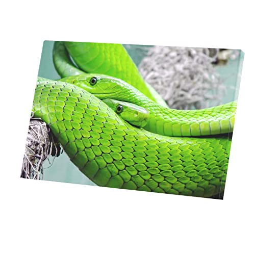 Superbe tableau reptiles impression haute définition sur toile 90x60 cm