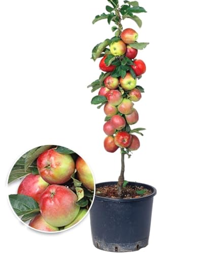 BALDUR Garten 1x Säulen-Apfel 'Braeburn', Pflanze wurzelballiert, Apfelbaum, Malus domestica, winterhart, platzsparende Säule für kleine Gärten, Balkone & Terrassen, Wasserbedarf gering