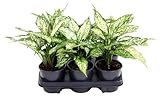 Aglaonema White Diamond Chinesischer Kolbenfaden weiß panaschiertes Laub dekorative Zimmerpflanze