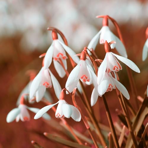 Winterhart pflanzen Luftreinigung Lebende Pflanzen Mysteriöse magische Glühbirne Blumenzwiebel Mix Mehrjährige winterhart-1 Pflanzen Zwiebeln SchneeglöCkchen