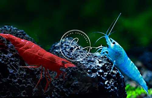 Swimming Creatures&trade; Premium Neocaridina Shrimp &ndash; Fun Two-Color Combo for a Vibrant Aquarium...