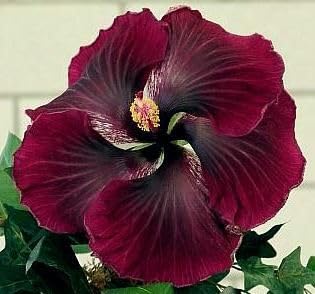 BeGrin Australian Red Hibiscus Grafted Live Plant Rose Mallow Joba Flower Live Plant Chinese Hibiscus China Rose Shoeblack Plant Bloom in 1 month Code=0076 (B0D28TT523) Amazon Price History, Amazon Price Tracker