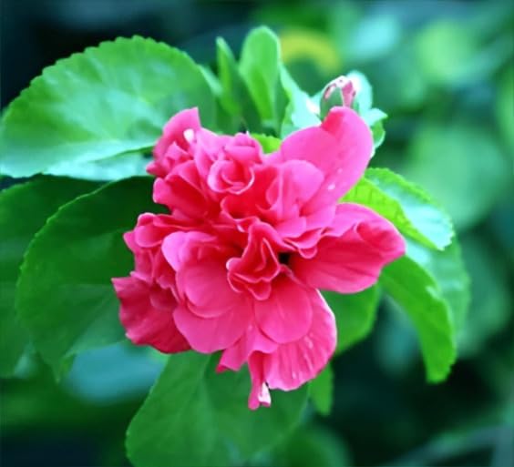 Image of Double Petal Pink Hibiscus Flower Live Plant | Beautiful All Season Hibiscus Tree | Healthy Flowering Plant for Indoor Outdoor Home Garden | Safe Packing |(Without Pot)