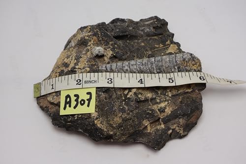 Image of Natural Orthoceras Fossil from Devonian Period Fossil from Morocco A307